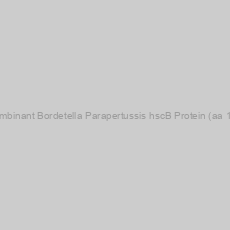 Image of Recombinant Bordetella Parapertussis hscB Protein (aa 1-170)